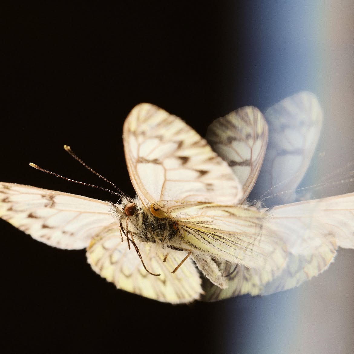 Hesse Kassel